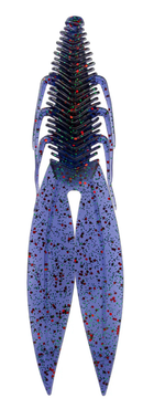 6th Sense Bodega Junebug Red